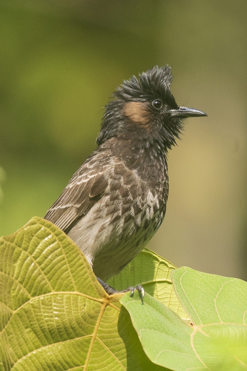 Red-vented Bulbul - ML617645383