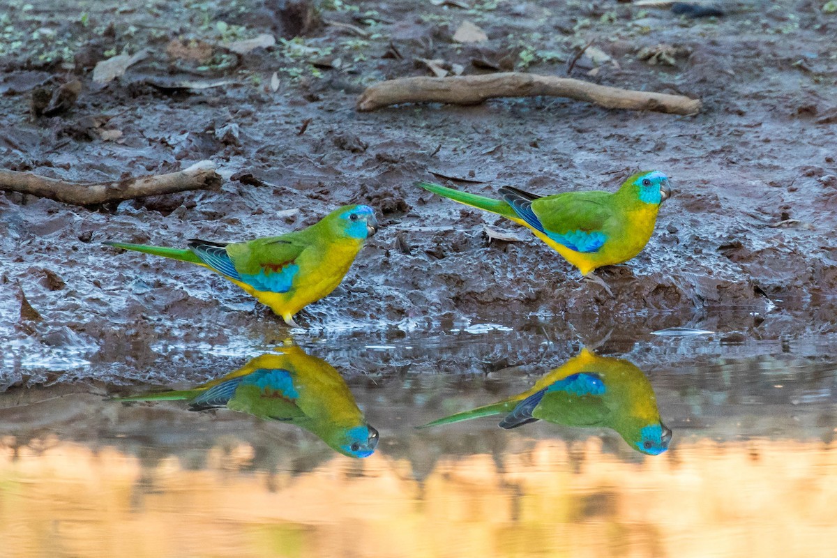 Turquoise Parrot - ML61764541