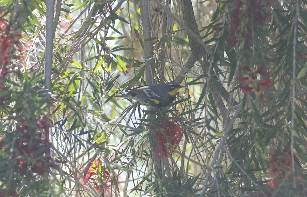 Yellow-rumped Warbler (Audubon's) - Robert Carter