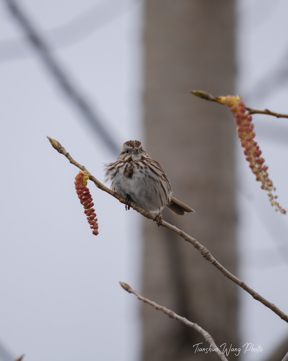 Song Sparrow - Tianshuo Wang