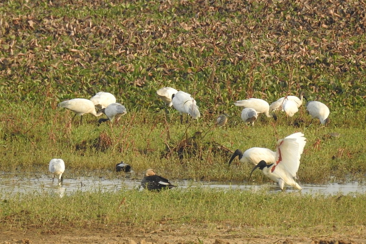 ibis černohlavý - ML617645456