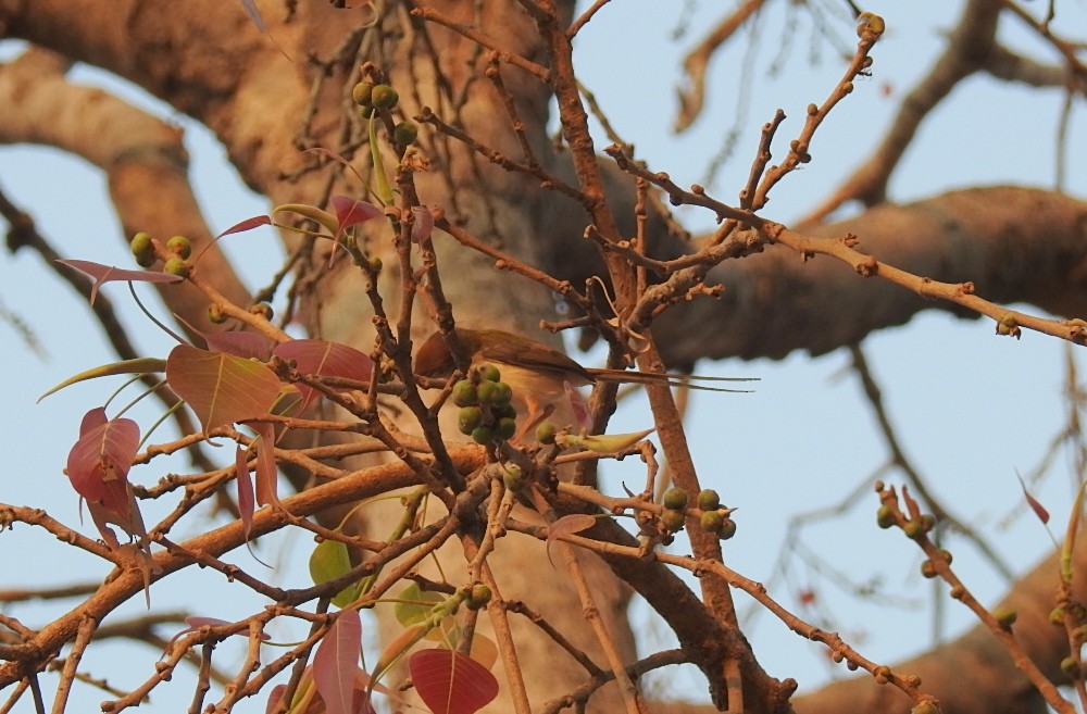Common Tailorbird - Deepa Mohan