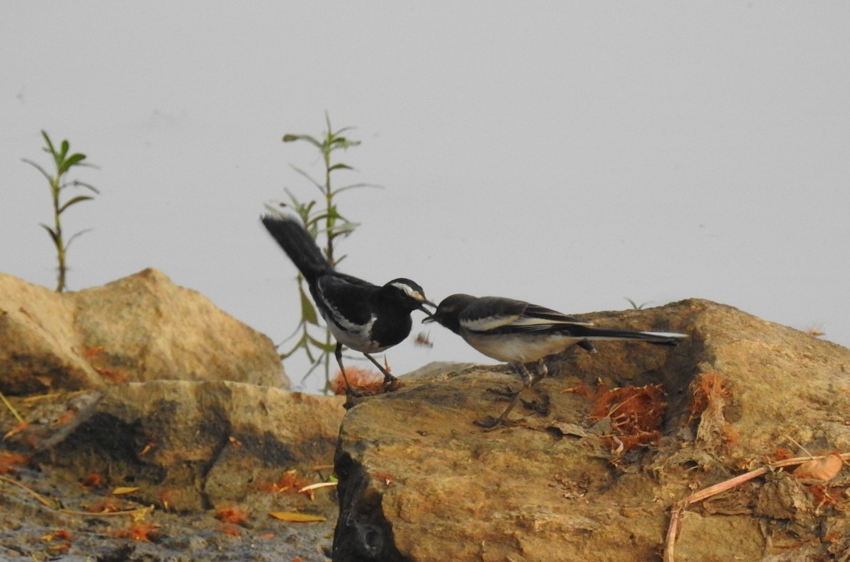 White-browed Wagtail - ML617645485