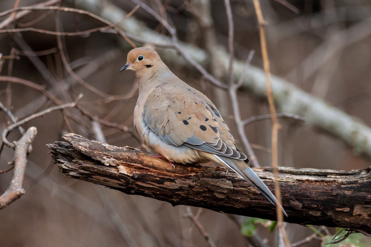 Mourning Dove - Taylor Long