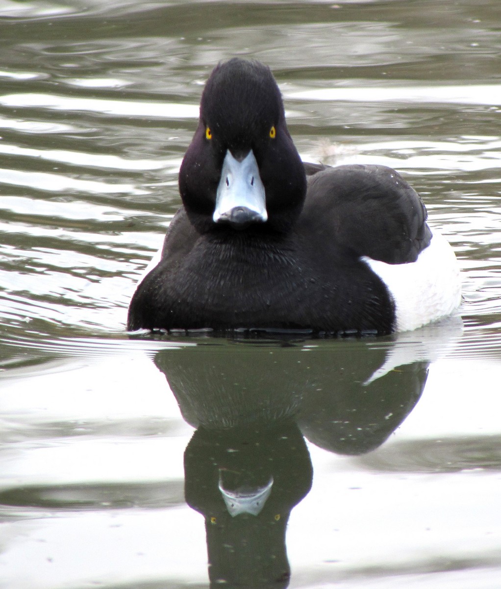 Tufted Duck - ML617645520