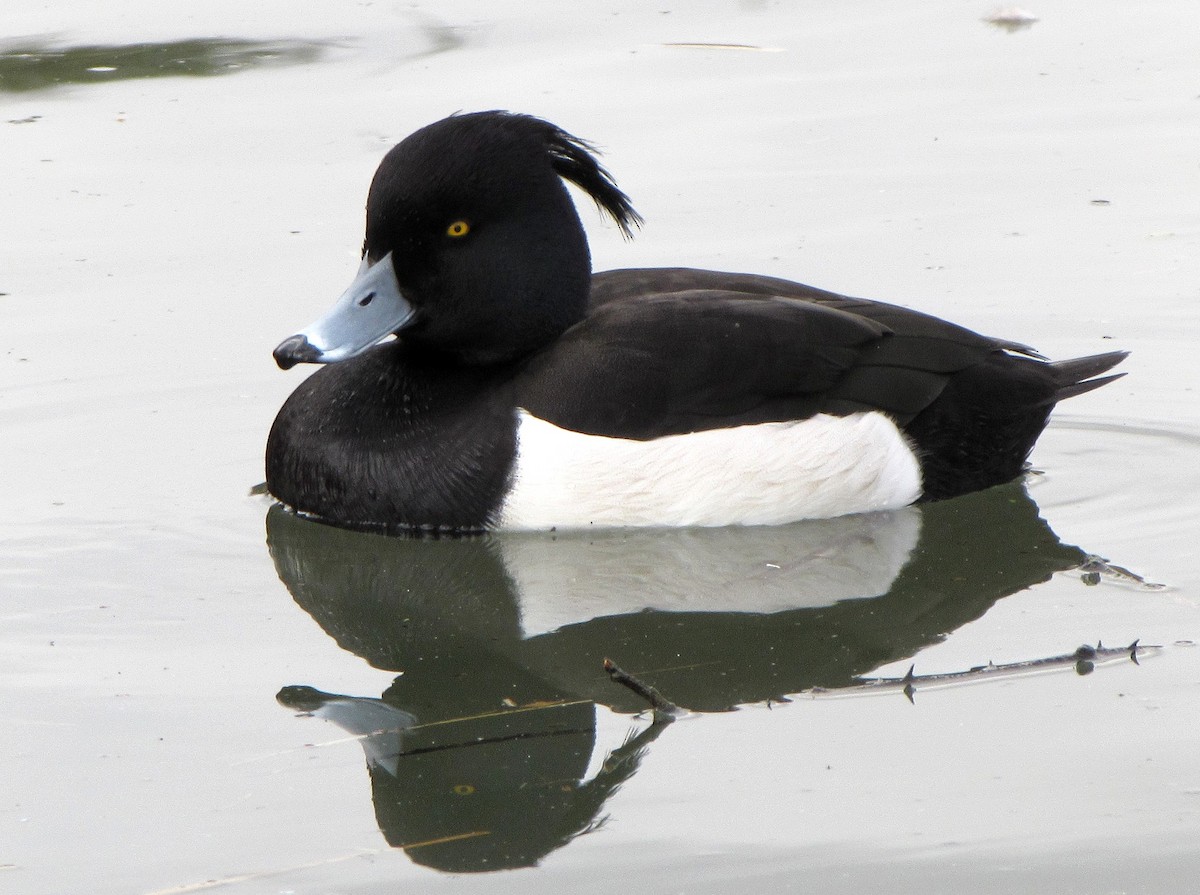 Tufted Duck - ML617645521