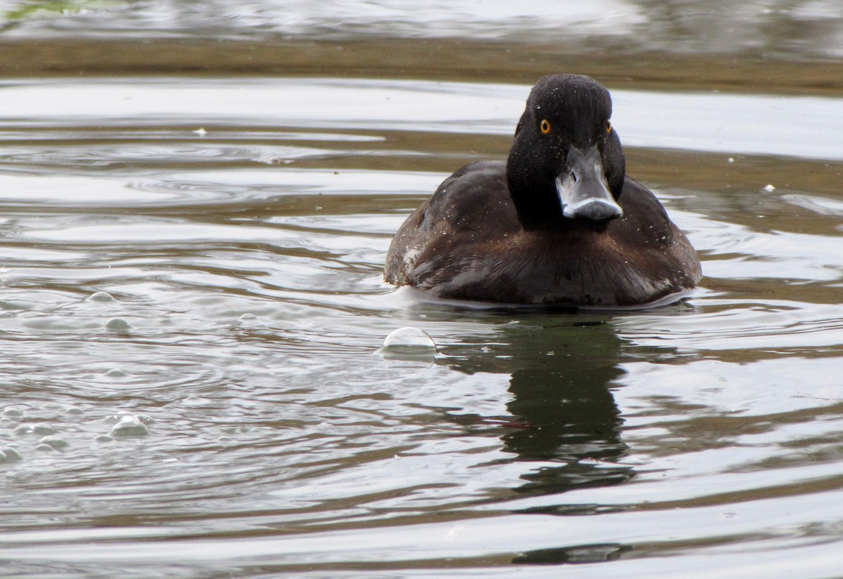 Tufted Duck - ML617645522