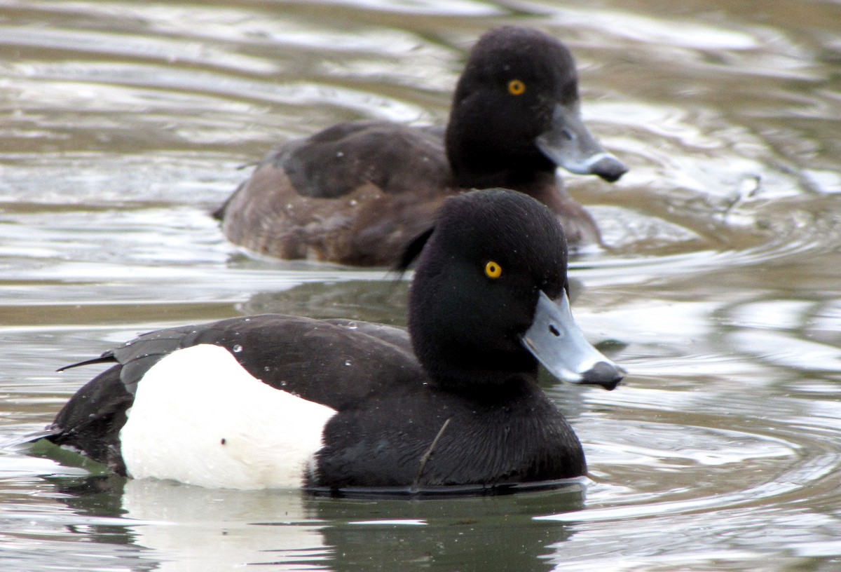 Tufted Duck - ML617645523