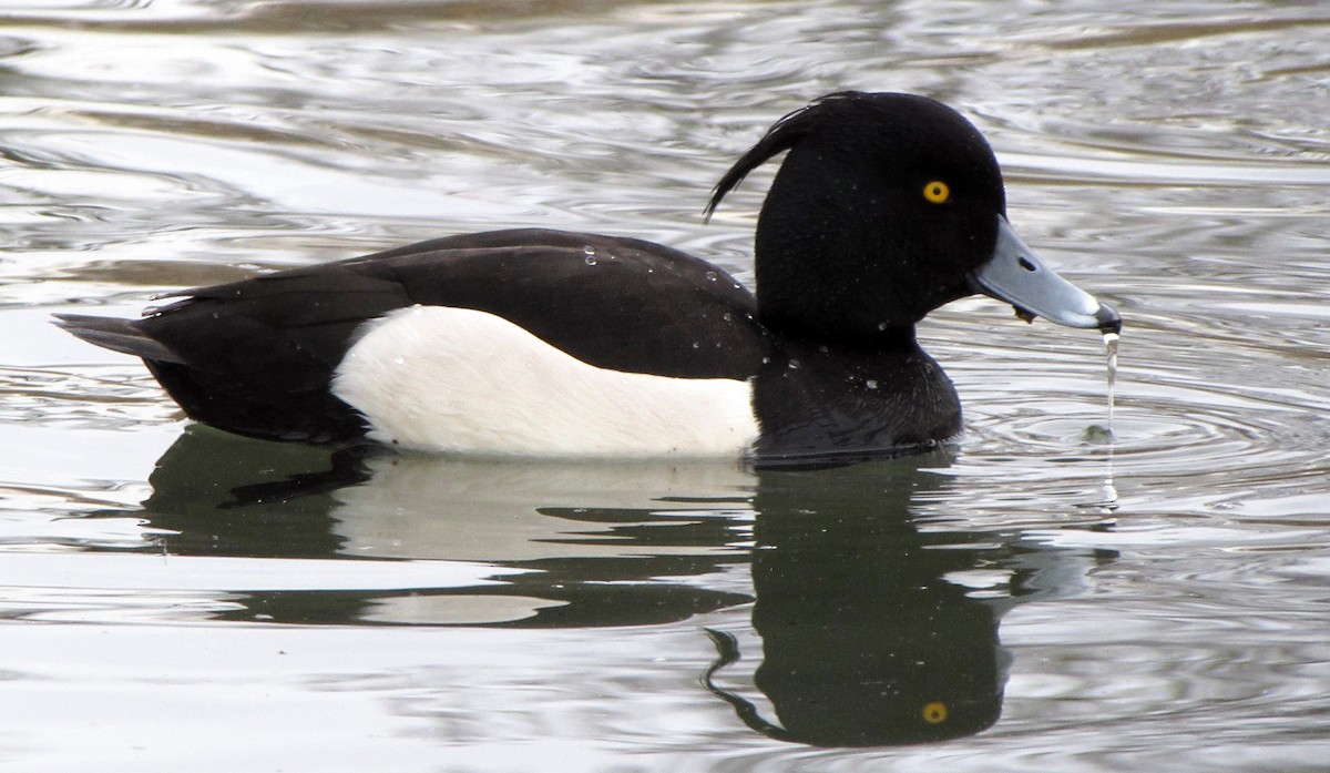 Tufted Duck - ML617645524