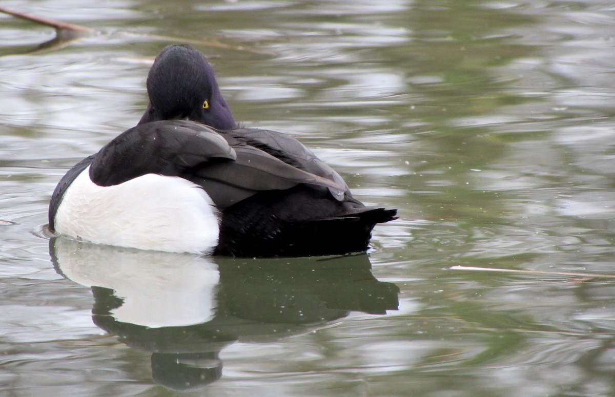 Tufted Duck - ML617645525