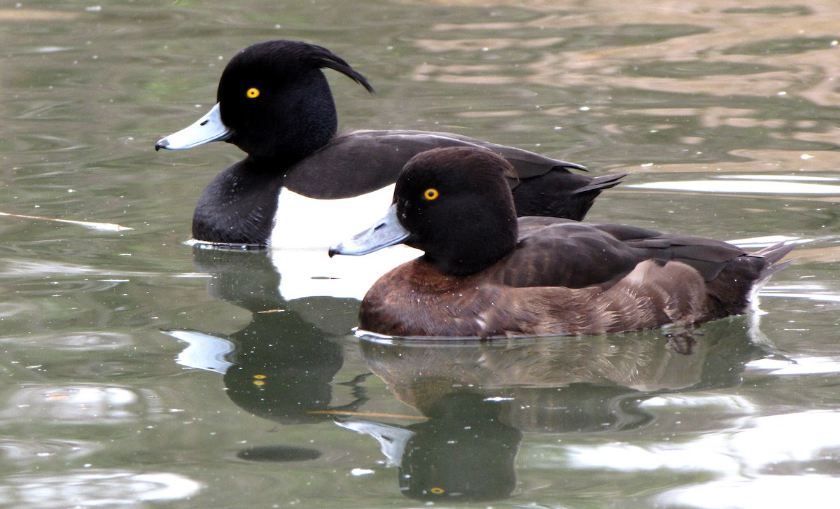 Tufted Duck - Peter Milinets-Raby