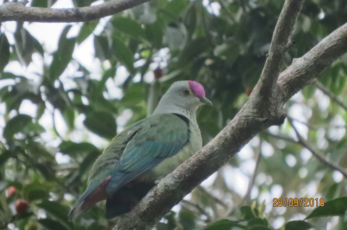 Red-bellied Fruit-Dove - ML617645556