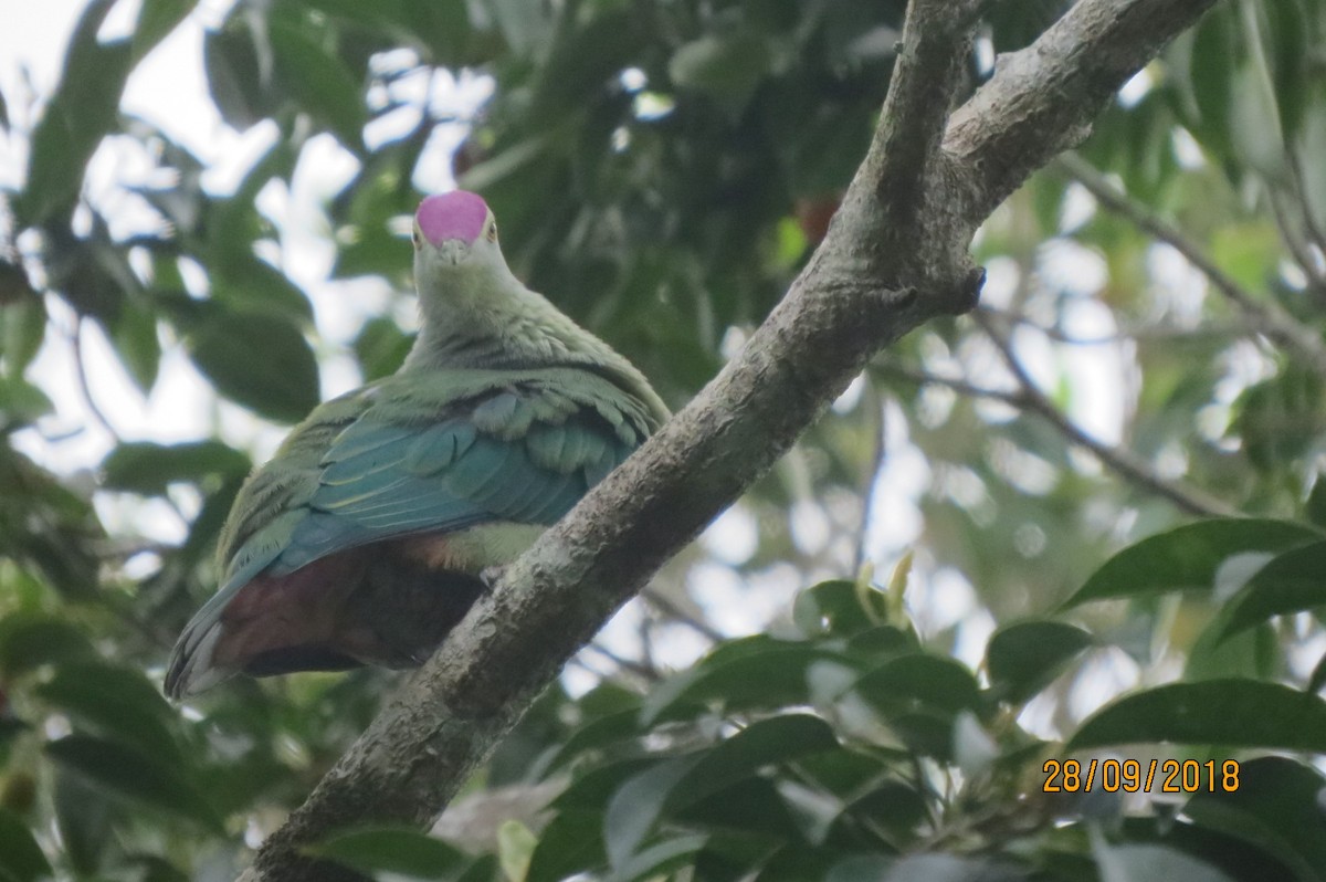 Red-bellied Fruit-Dove - ML617645557