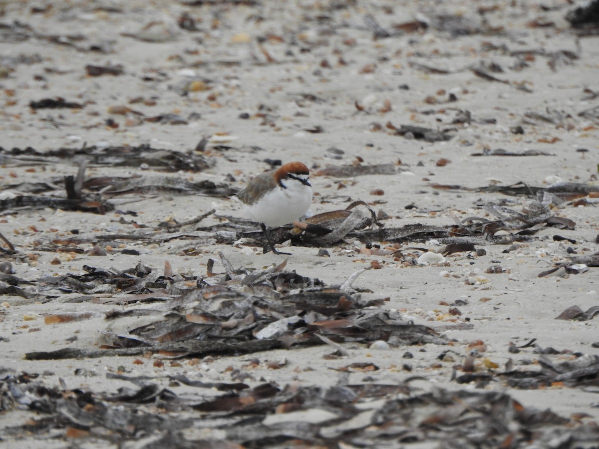 Red-capped Plover - ML617645659