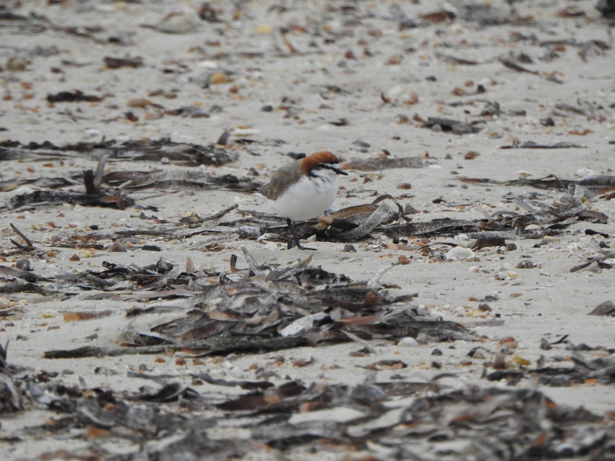 Red-capped Plover - ML617645662