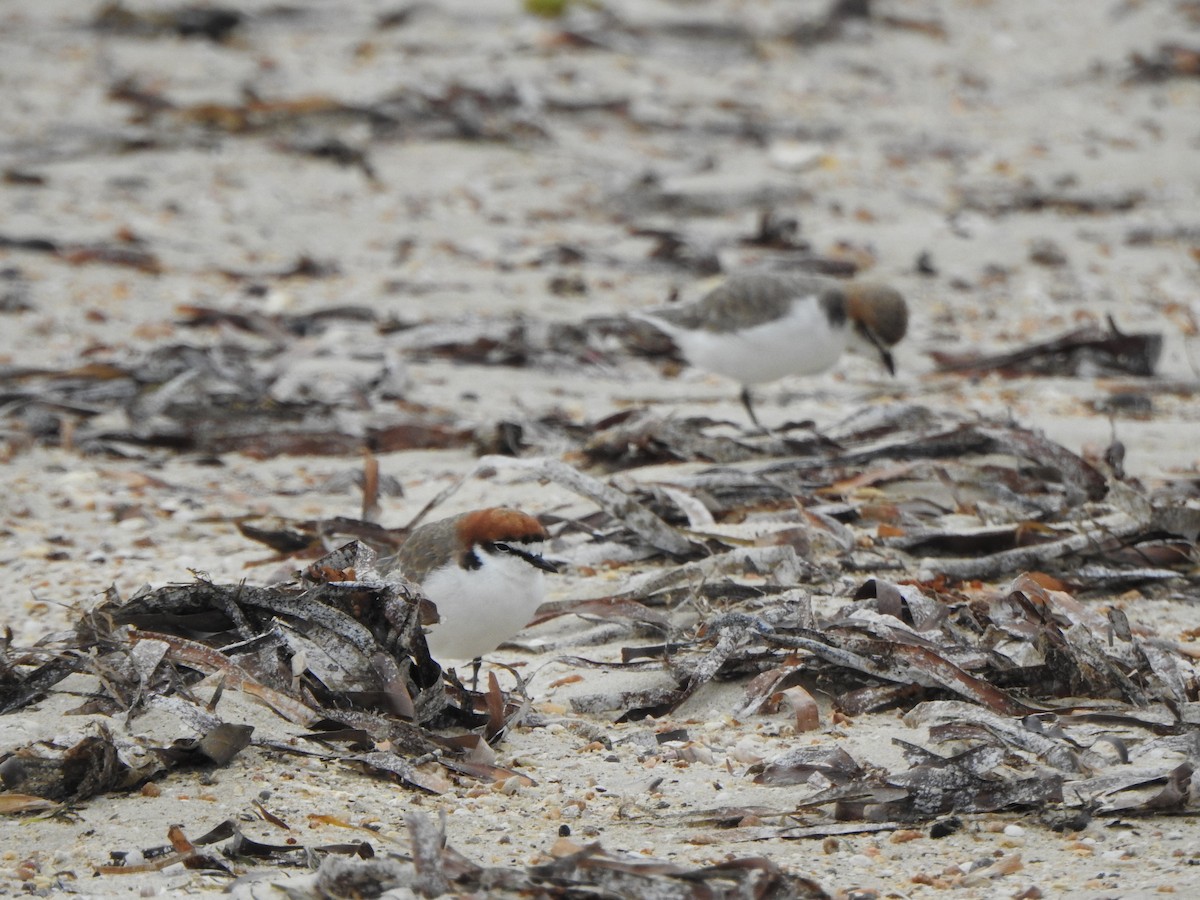 Red-capped Plover - ML617645664