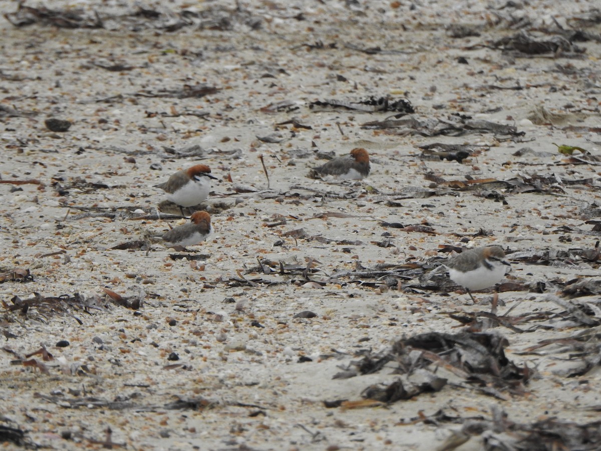 Red-capped Plover - ML617645668