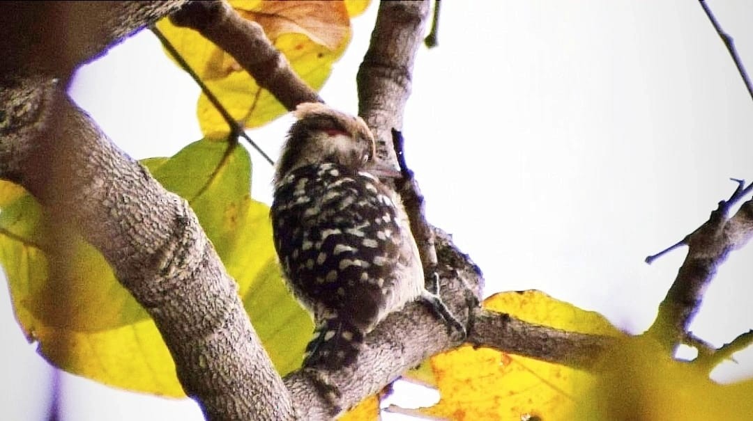 Brown-capped Pygmy Woodpecker - ML617645676
