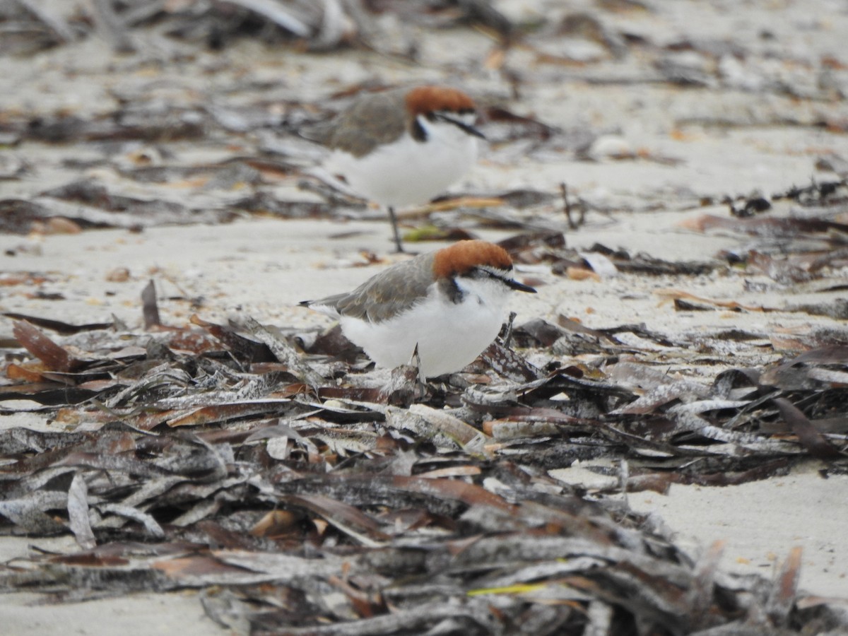 Red-capped Plover - ML617645690