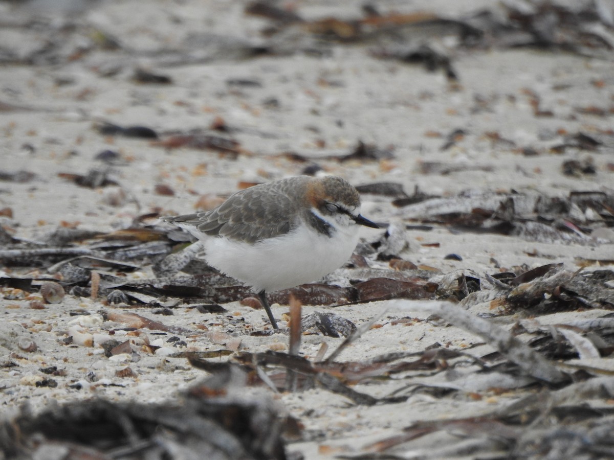 Red-capped Plover - ML617645709