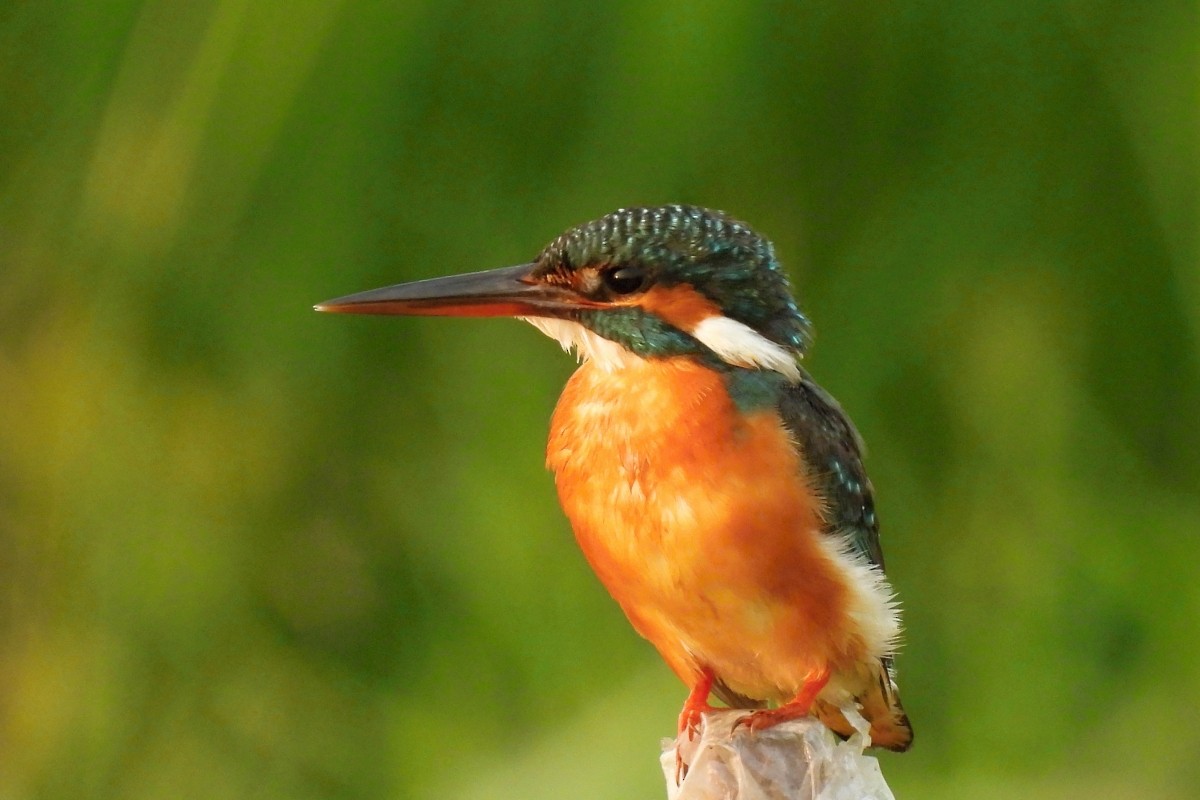 Common Kingfisher - Leszek Noga