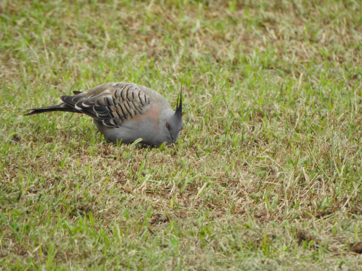 Crested Pigeon - ML617645721