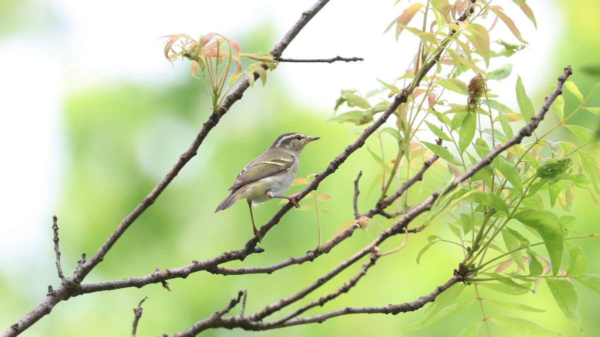 Yellow-browed Warbler - ML617645764