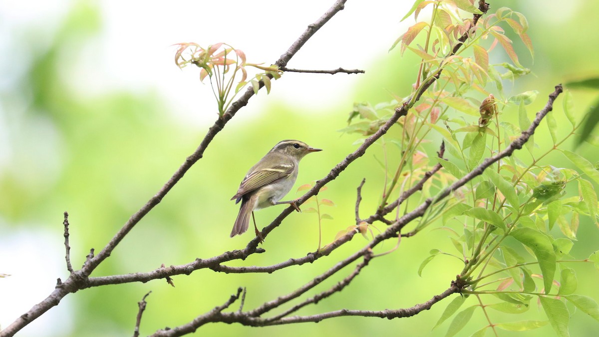 Yellow-browed Warbler - ML617645765