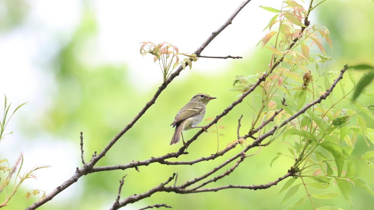 Yellow-browed Warbler - ML617645766