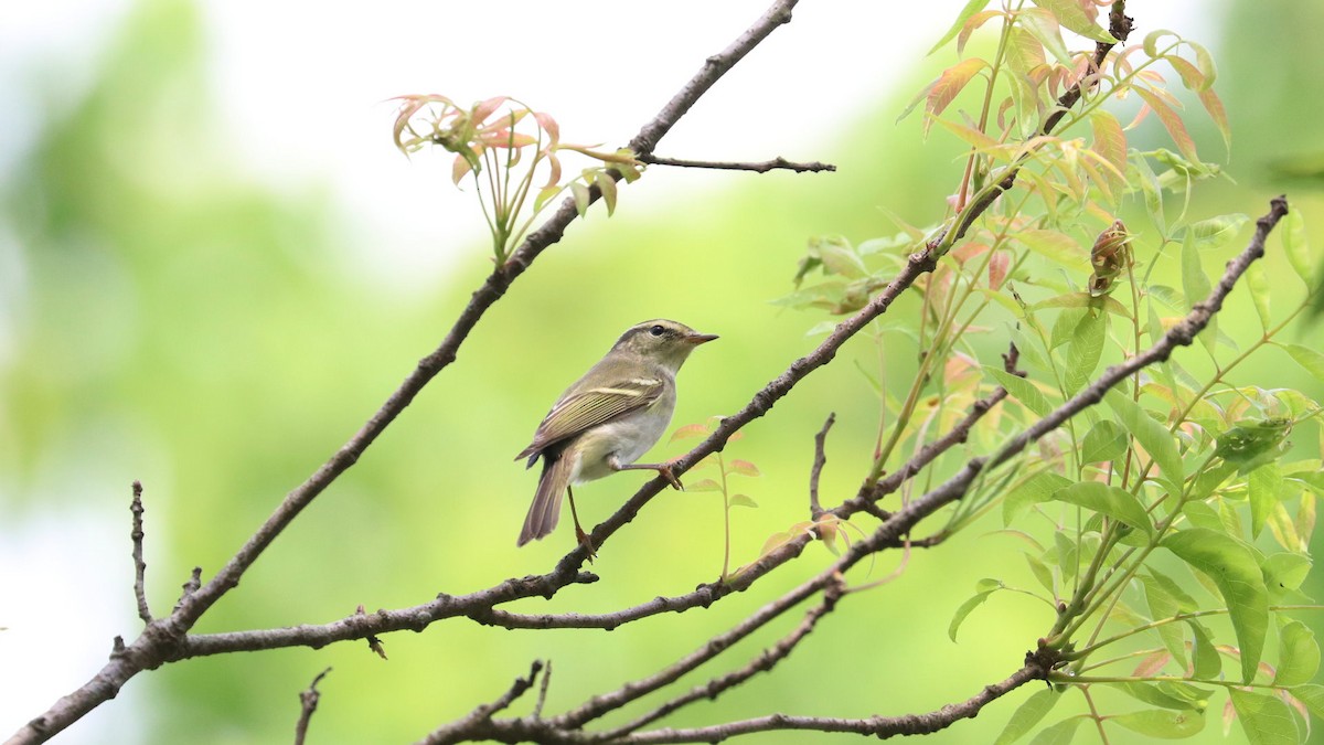 Yellow-browed Warbler - ML617645767