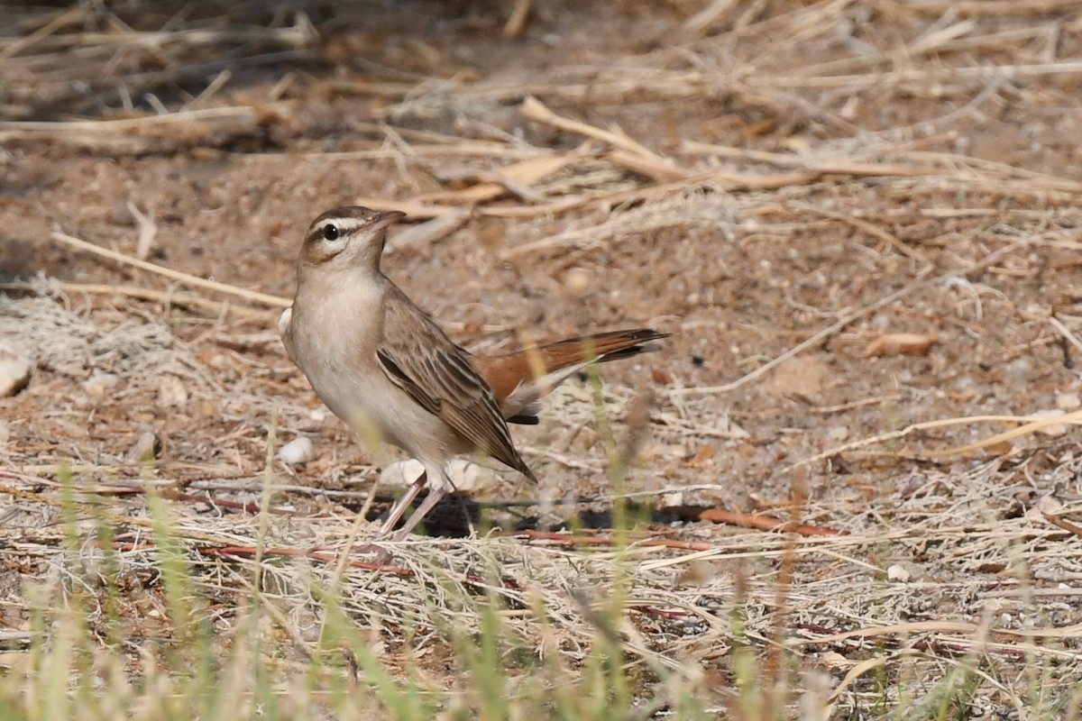 Rufous-tailed Scrub-Robin - ML617645924