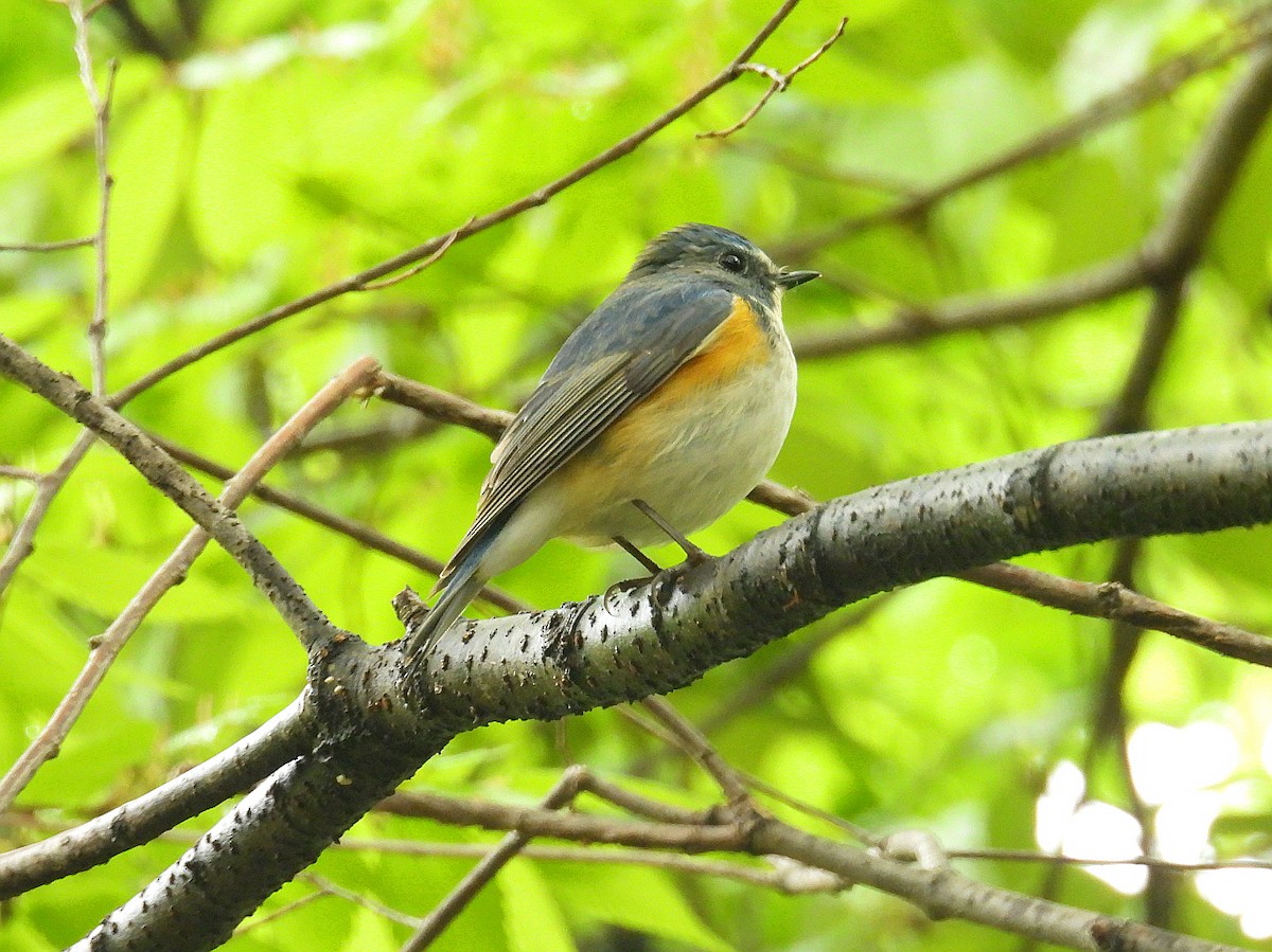 Red-flanked Bluetail - ML617645946