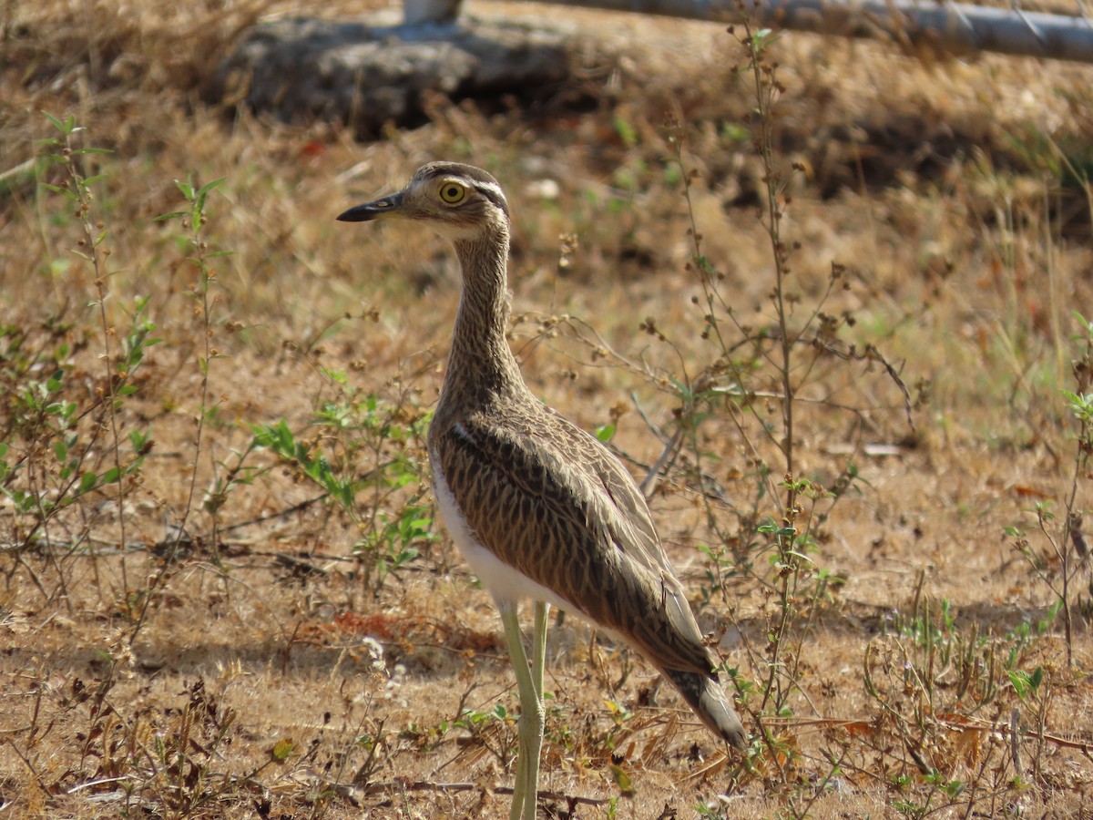 Double-striped Thick-knee - ML617645960