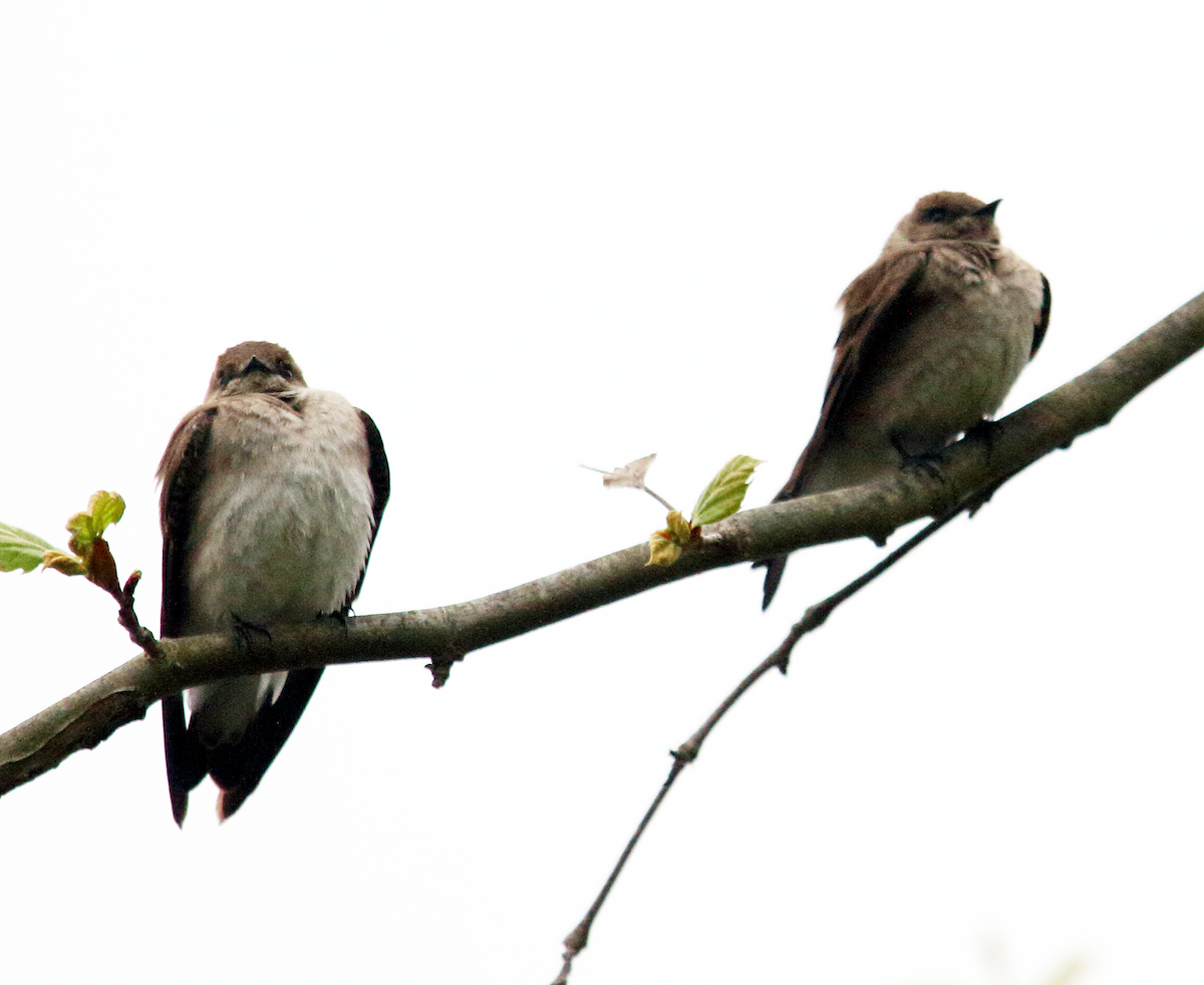 Northern Rough-winged Swallow - ML617645963