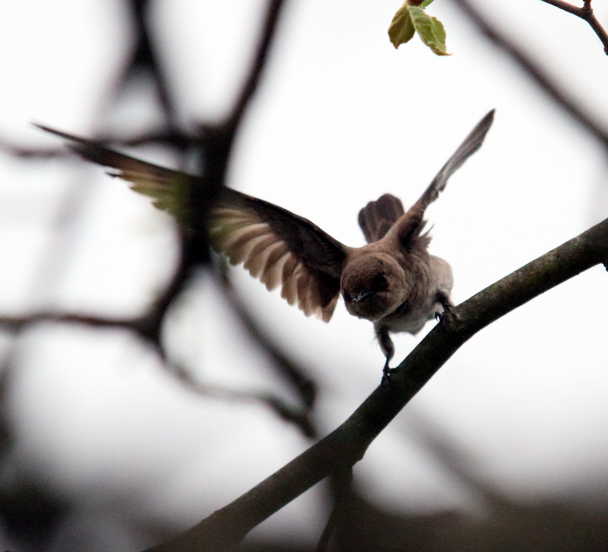 Northern Rough-winged Swallow - ML617645964