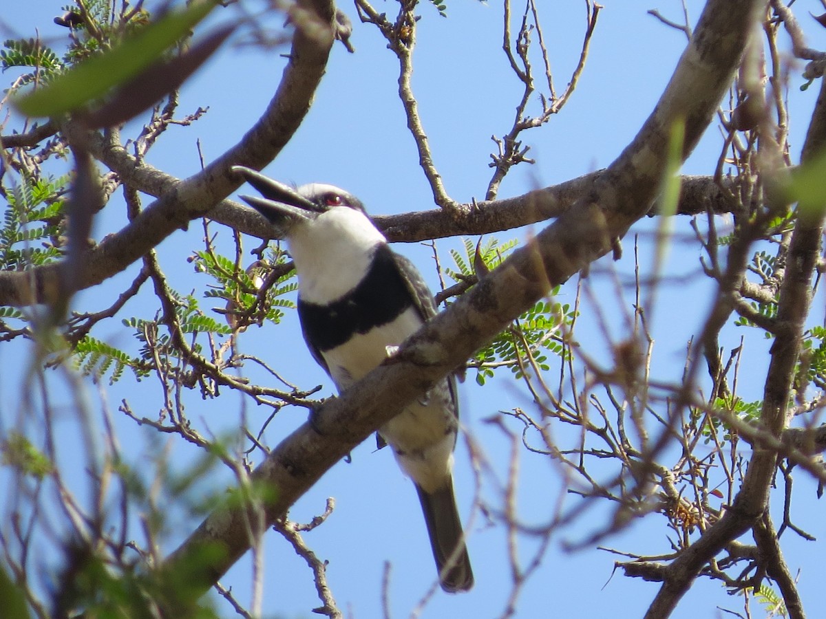 White-necked Puffbird - ML617645968