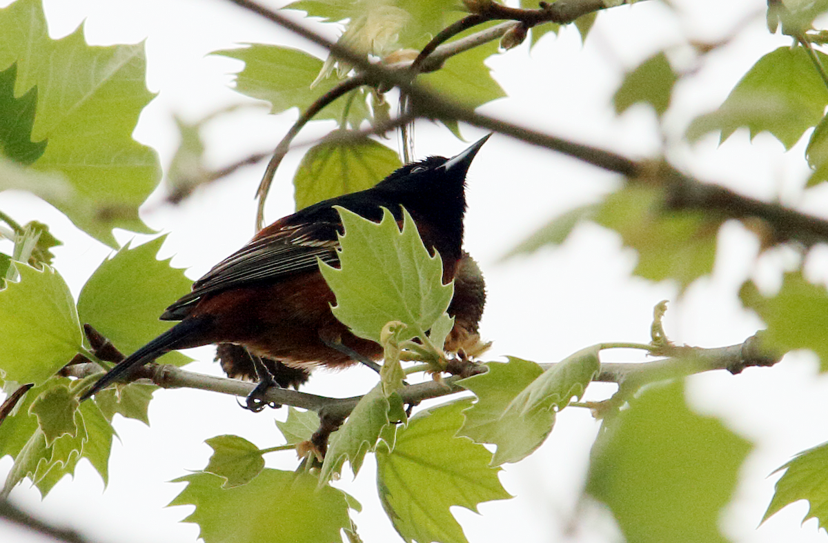 Orchard Oriole - ML617645970