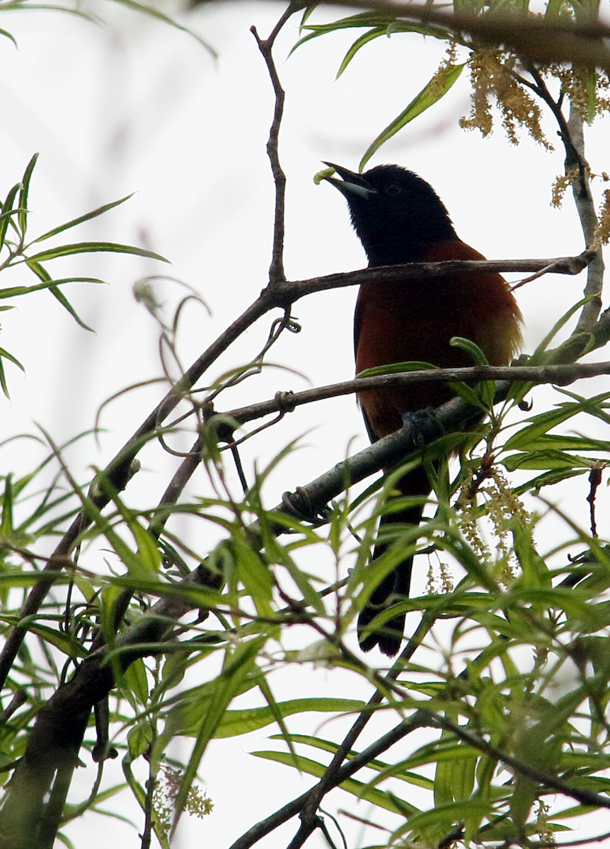 Orchard Oriole - ML617645971