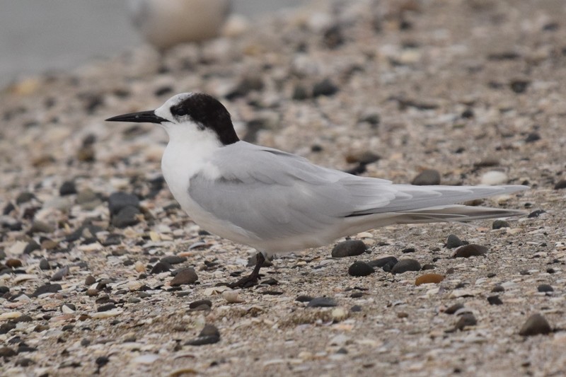 White-fronted Tern - ML617646051