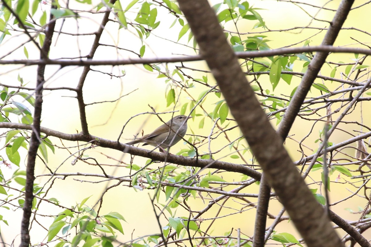 Japanese Bush Warbler - Anonymous