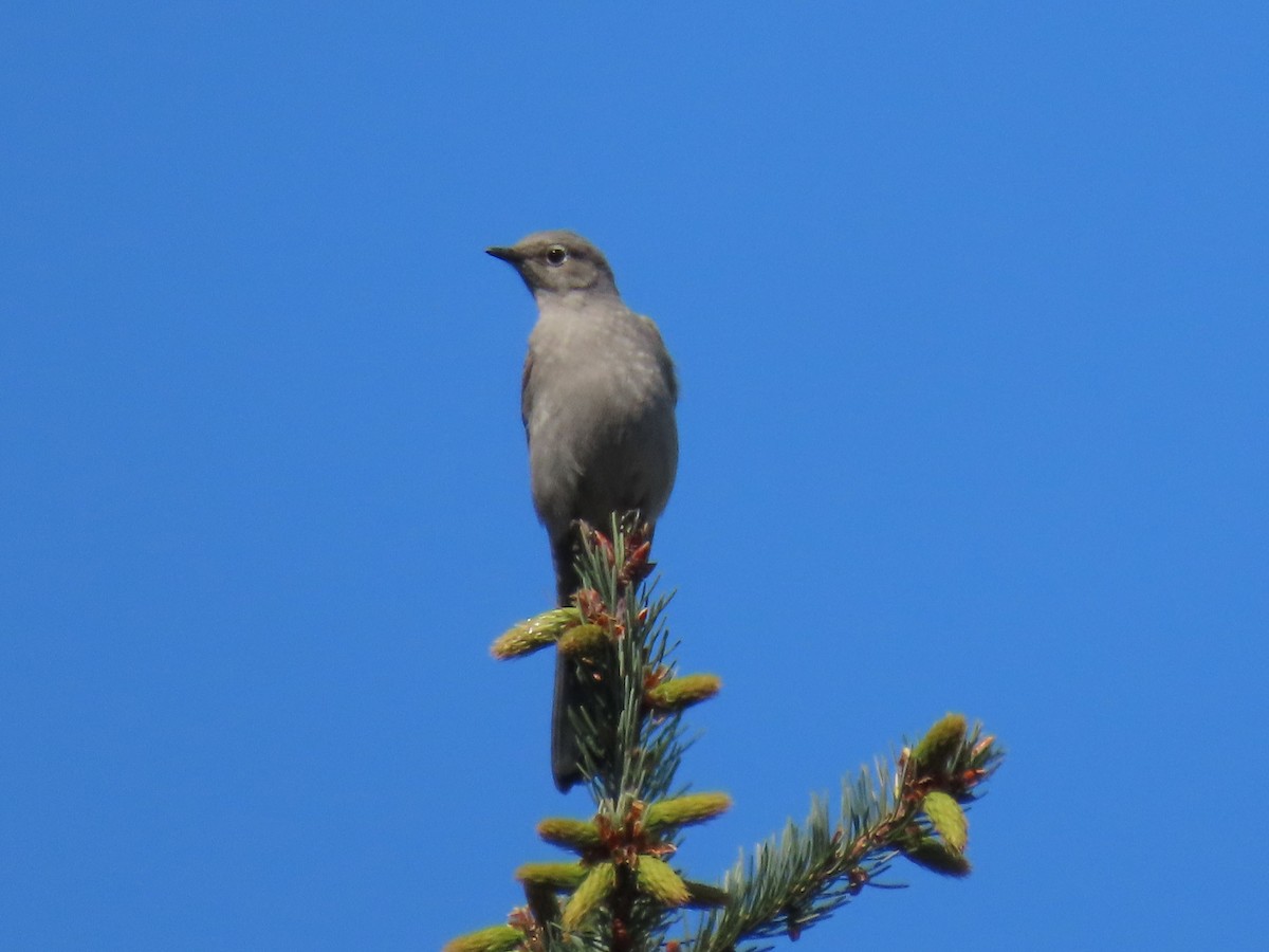 Townsend's Solitaire - ML617646175
