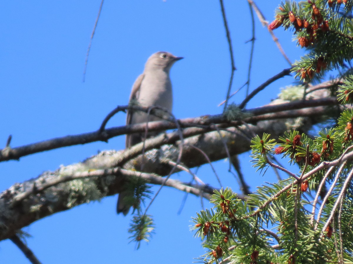 Townsend's Solitaire - ML617646176