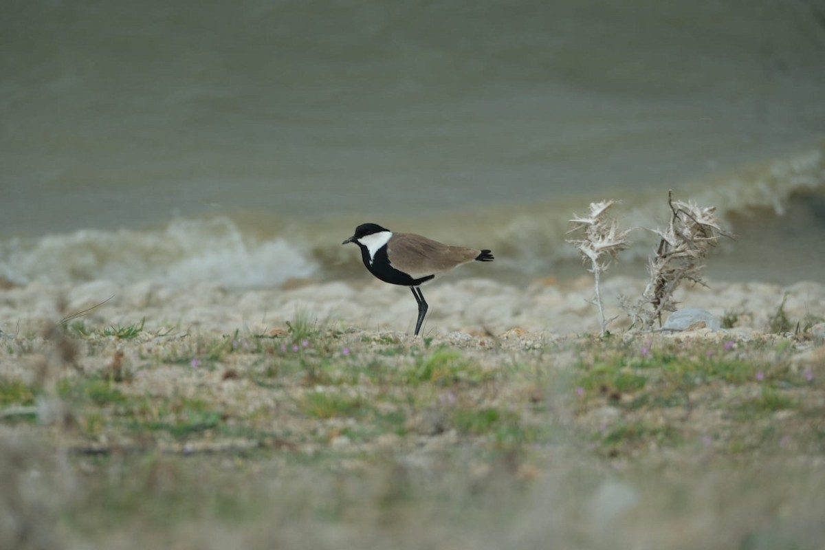 Spur-winged Lapwing - ML617646266