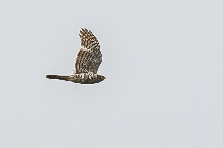 Eurasian Sparrowhawk - Andrej Tabak