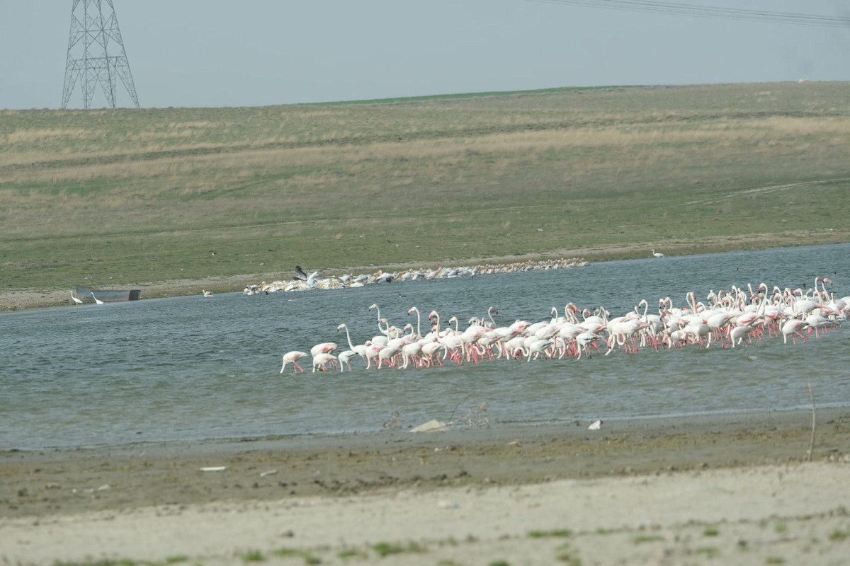 Greater Flamingo - Gürol Karan