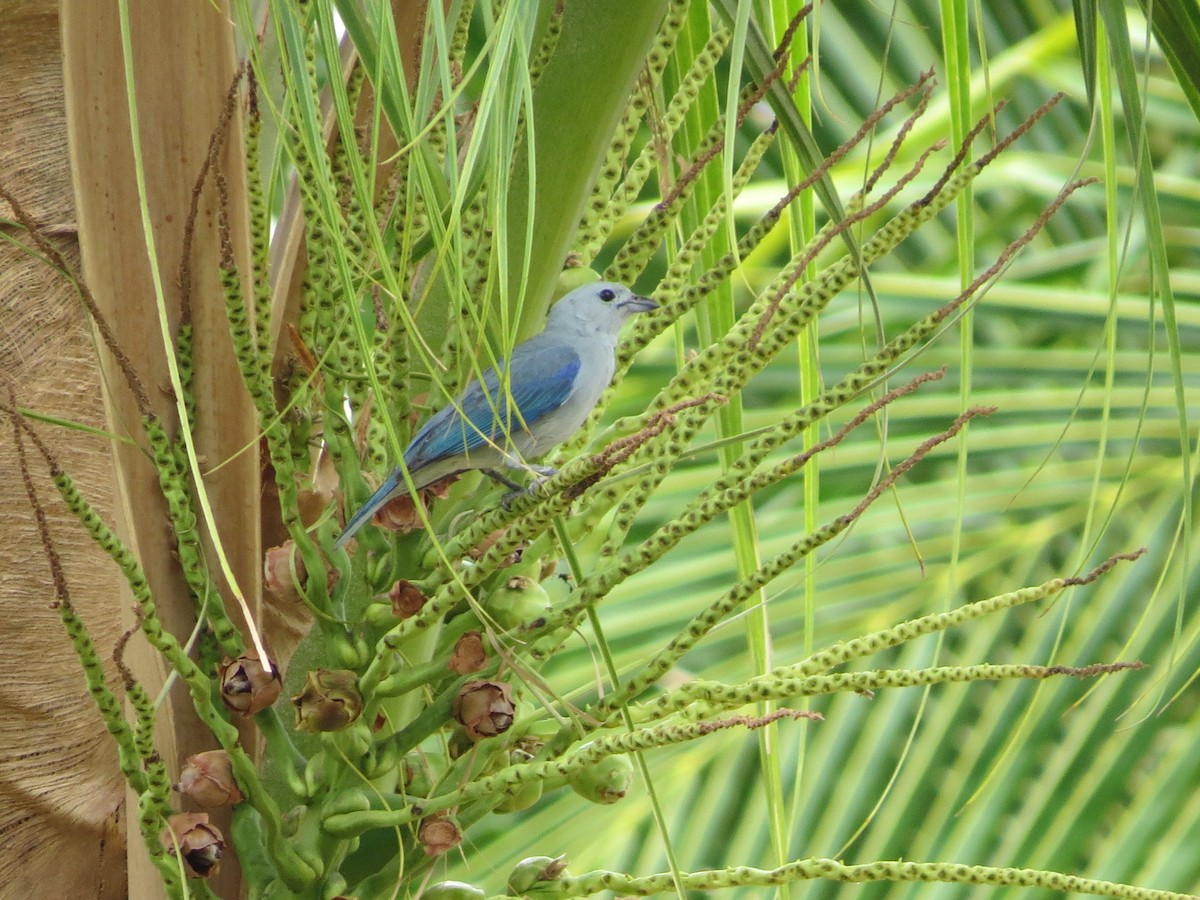 Blue-gray Tanager - ML617646278