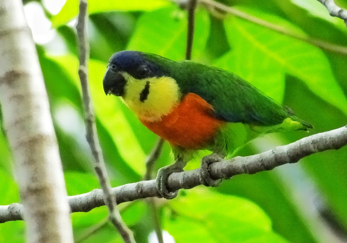 Blue-fronted Fig-Parrot - ML617646282