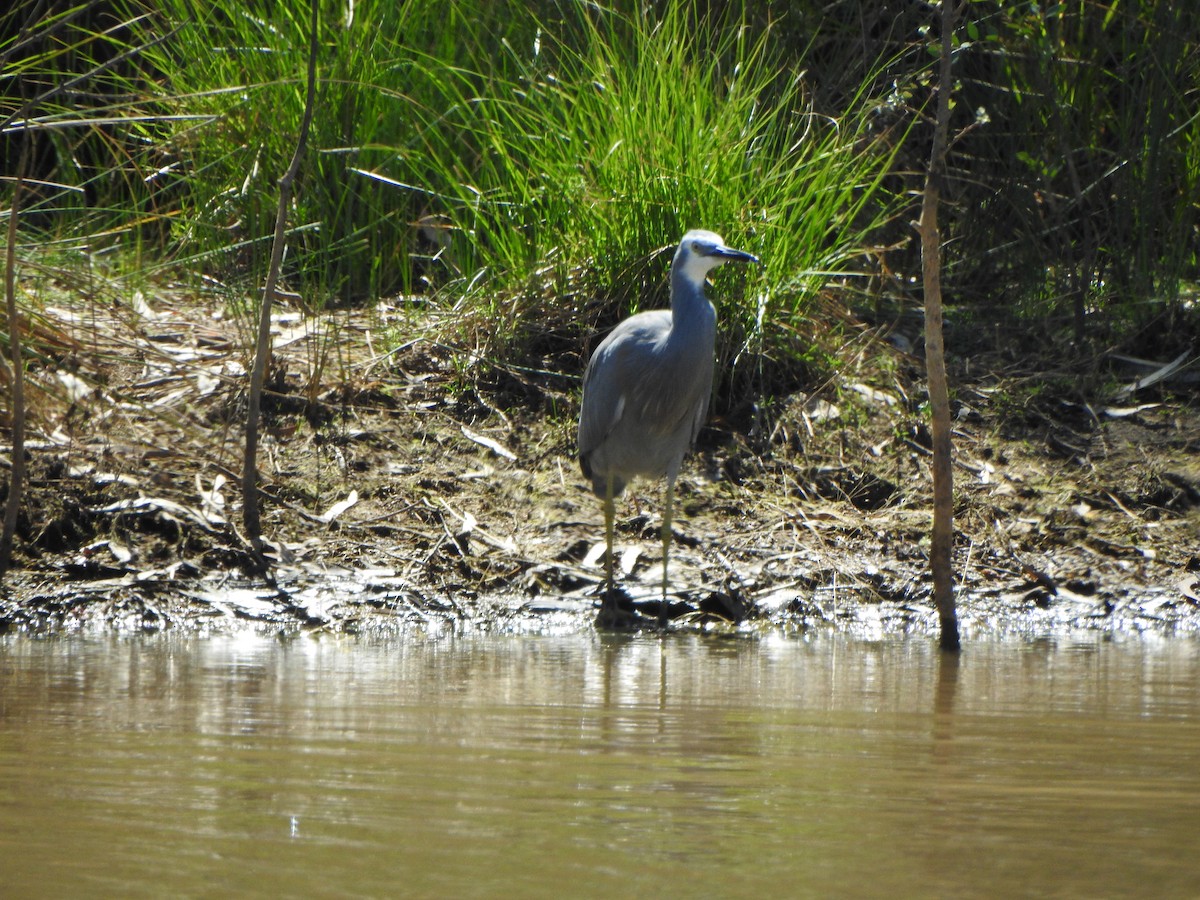 White-faced Heron - DS Ridley