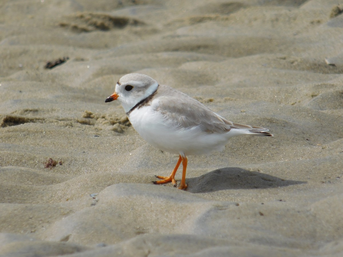 Piping Plover - ML617646427