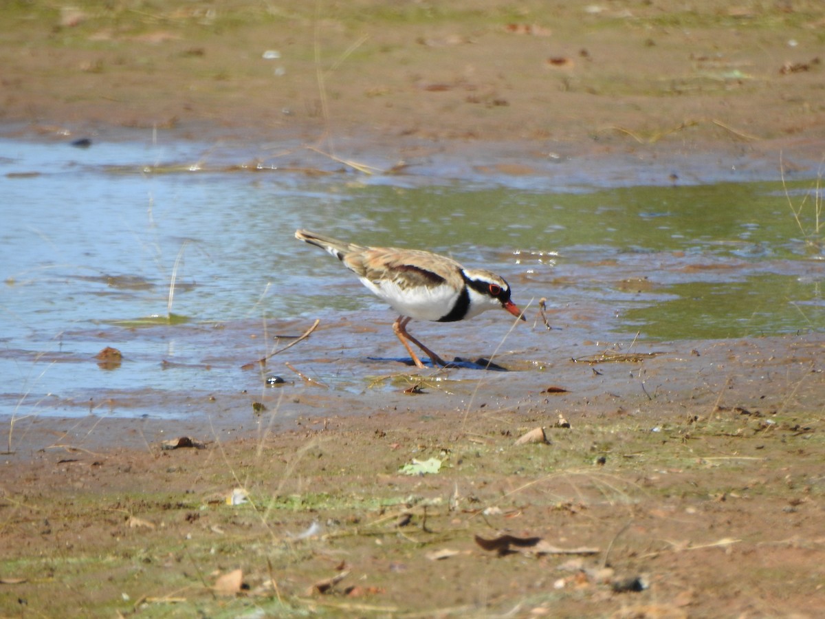 Black-fronted Dotterel - DS Ridley